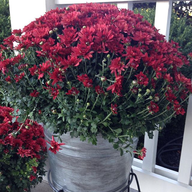 Good morning and Happy Monday!  I have a to do list a mile long as I work to catch up from last week's nasty cold and frantic preparations for Reinvented's first product sale!