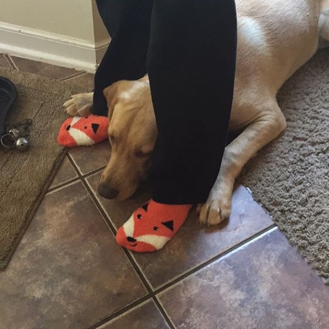 Shhh...I'm hunting.  Hunting foxes.