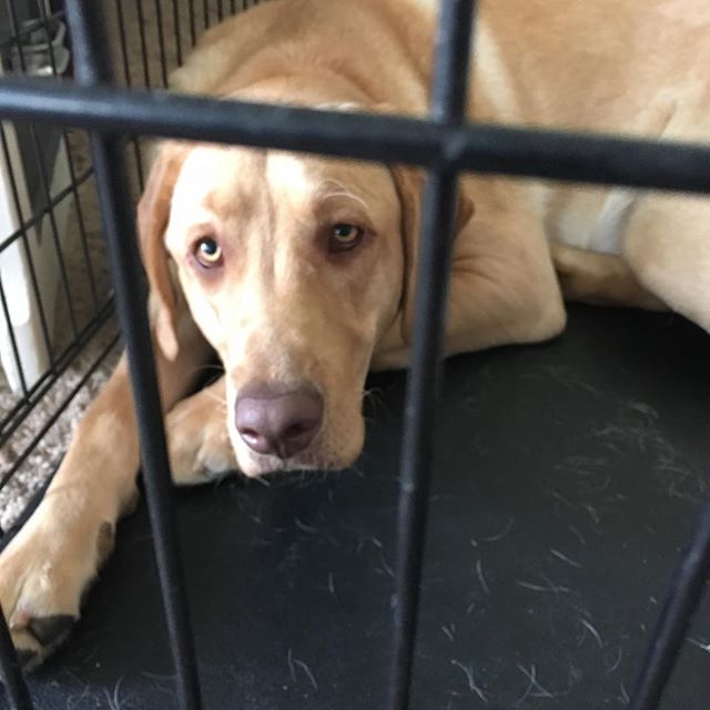 Second. Best. Dog. Face. Eva. #hesgoodwgenhesbehindbars