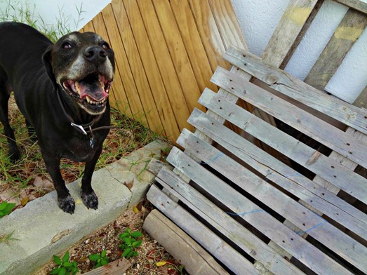 12May-mico-pallet-1024x768