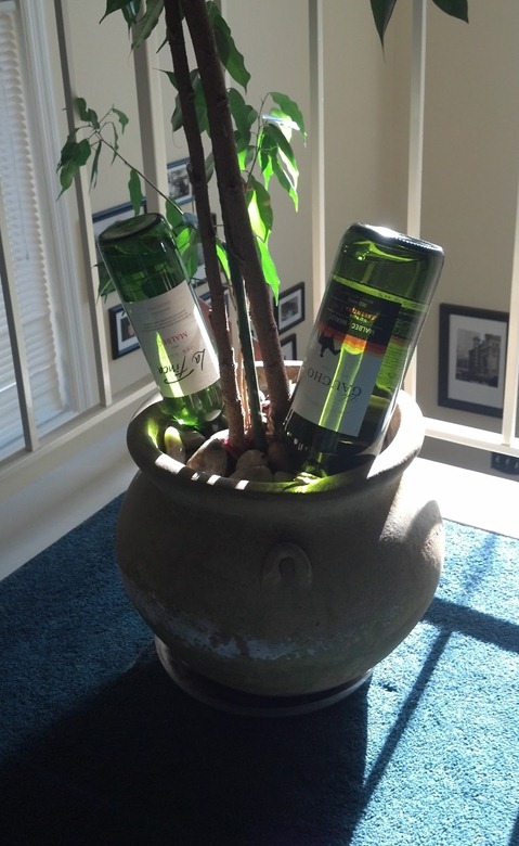 wine bottle plant nanny