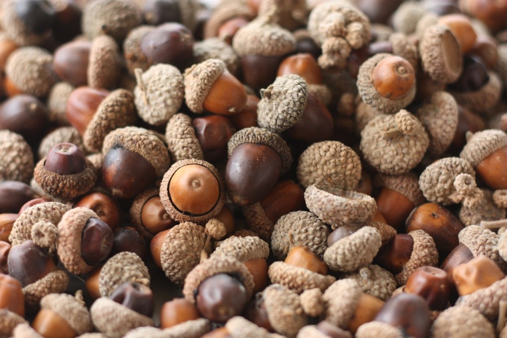 Acorns