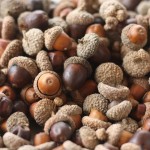 Acorns