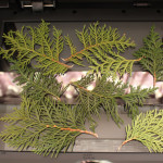 The DIY dreamer diy wrapping paper before