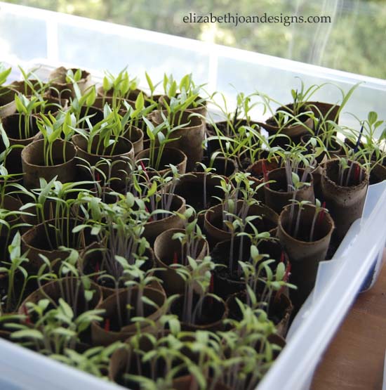 biodegradable-seed-starters-diy