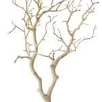 branches