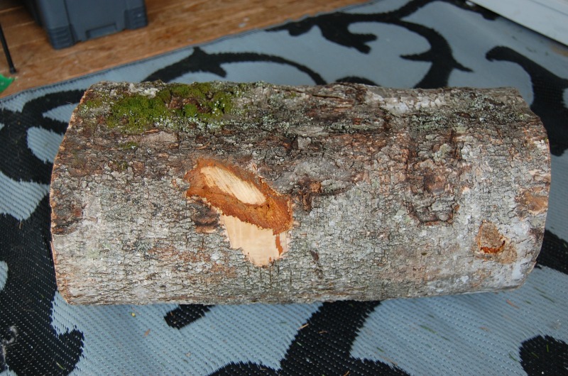maple-log-stump