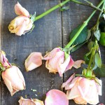 dried-pink-roses