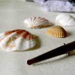 seashells